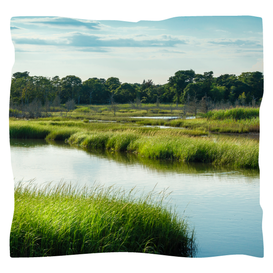 Ambiente - Habitat