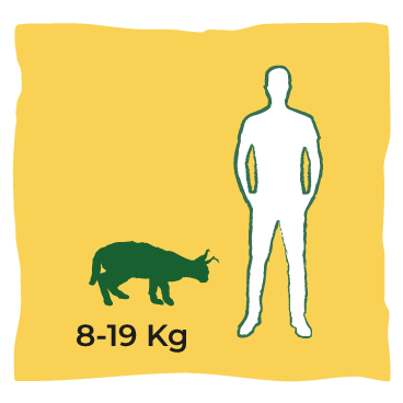 Dimensione