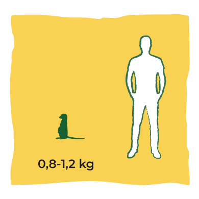 Dimensione - Size