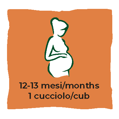 Gestazione - Pregnancy