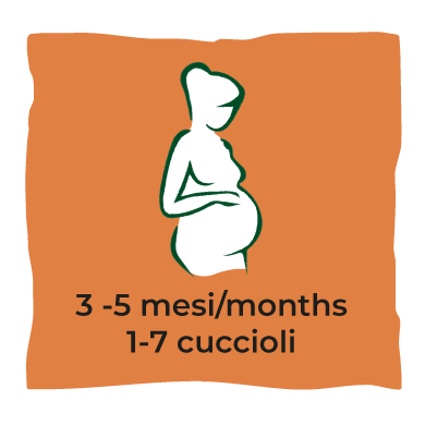 Gestazione - Pregnancy