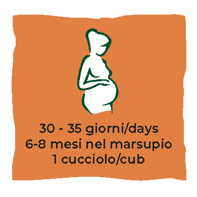 Gestazione - Pregnancy