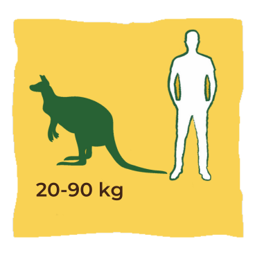 longevita-incubazione-gestazione-canguro-rosso