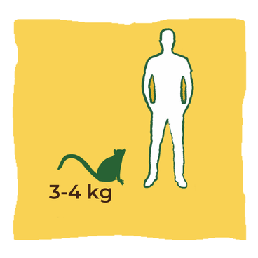 Dimensioni-Size