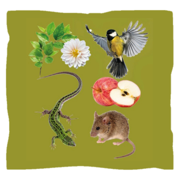 Alimentazione-Diet