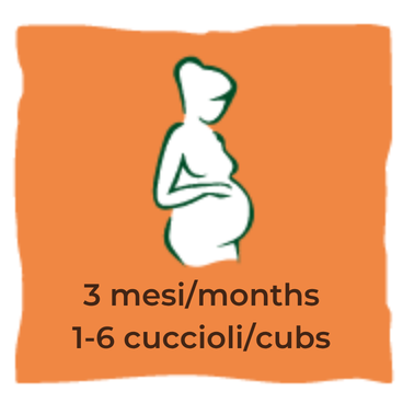 Gestazione-Pregnancy