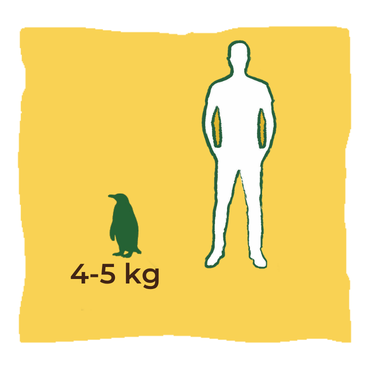 Dimensione-Size