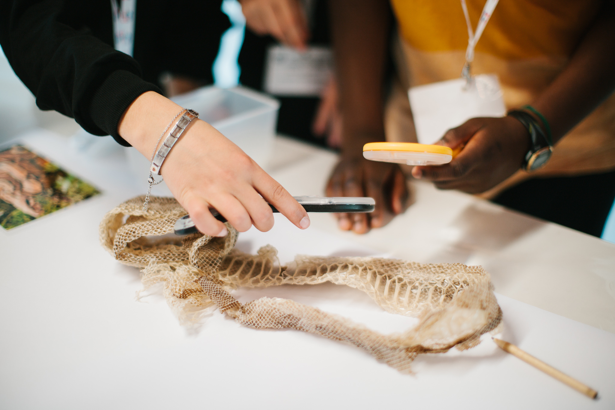Le 5 classi dei vertebrati