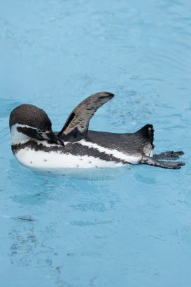 0514_ParcoZooPuntaVerde-10
