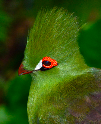 Green-turaco Green-turaco