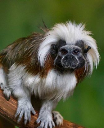 Tamarino Tamarino