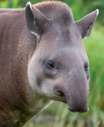 Tapiro Tapiro