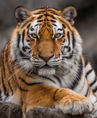 Tigry