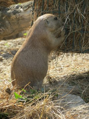 cane della prateria