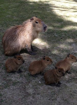 capibara2