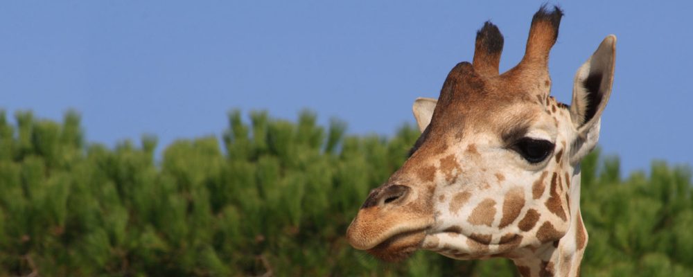 giraffa-HEADER