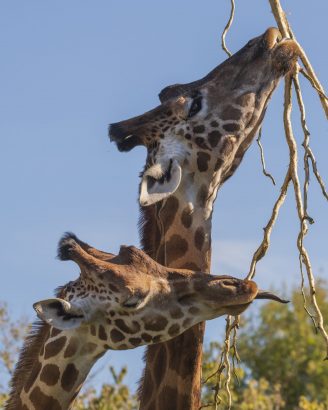 giraffe giraffe