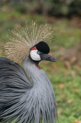 gru coronata gru coronata