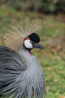 gru coronata