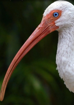 ibis bianco