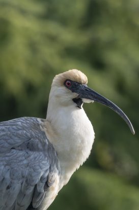 ibis faccia nera