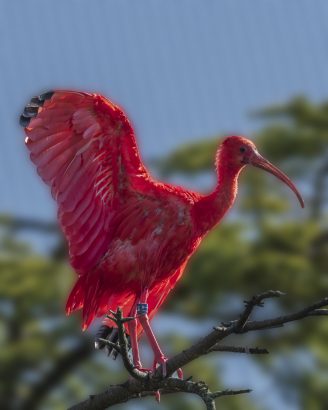 ibis rosso