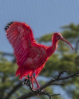 ibis rosso ibis rosso