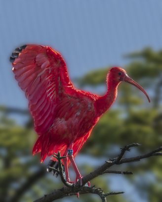 ibis rosso