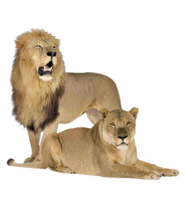 icona-LEONE icona-LEONE