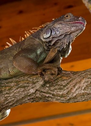 iguana iguana