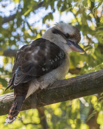 kookaburra