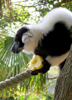 lemure vari