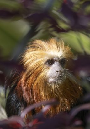 leontopiteco testa dorata leontopiteco testa dorata