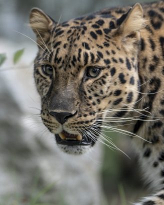 leopardo amur