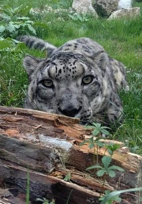 leopardo delle nevi leopardo delle nevi