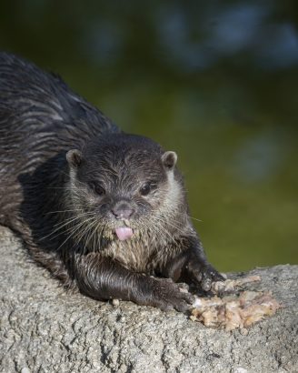 lontra lontra