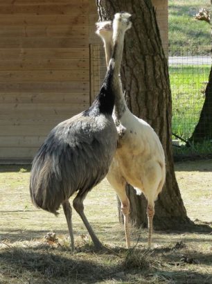 nandu nandu