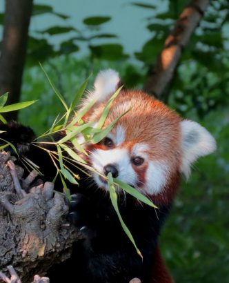 panda rosso panda rosso