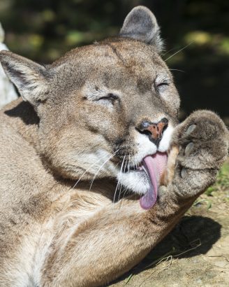 puma puma