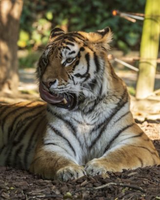 tigre siberiana