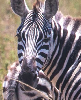 zebra