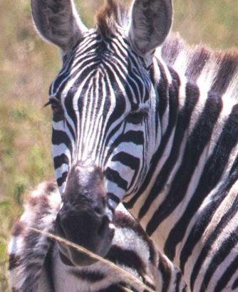 zebra